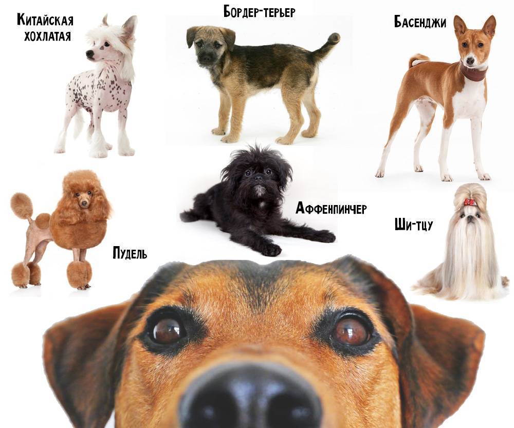 Топ-25 гипоаллергенных пород собак для аллергиков и астматиков: большие, средние и маленькие питомцы