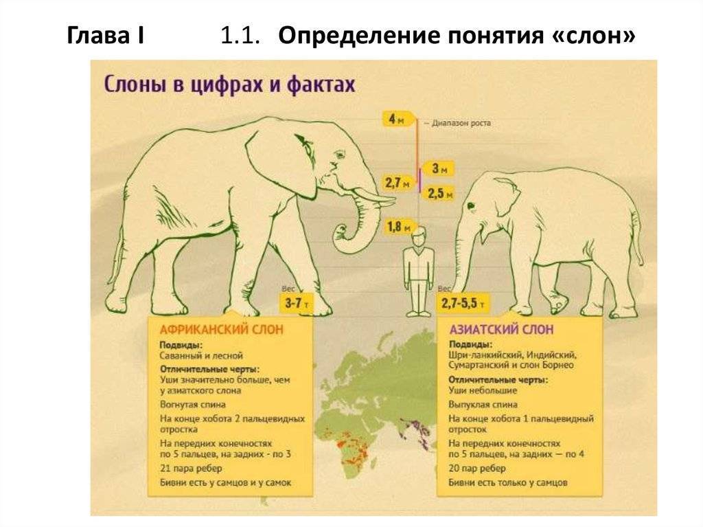 ᐉ чем питаются слоны в природе? - zoomanji.ru