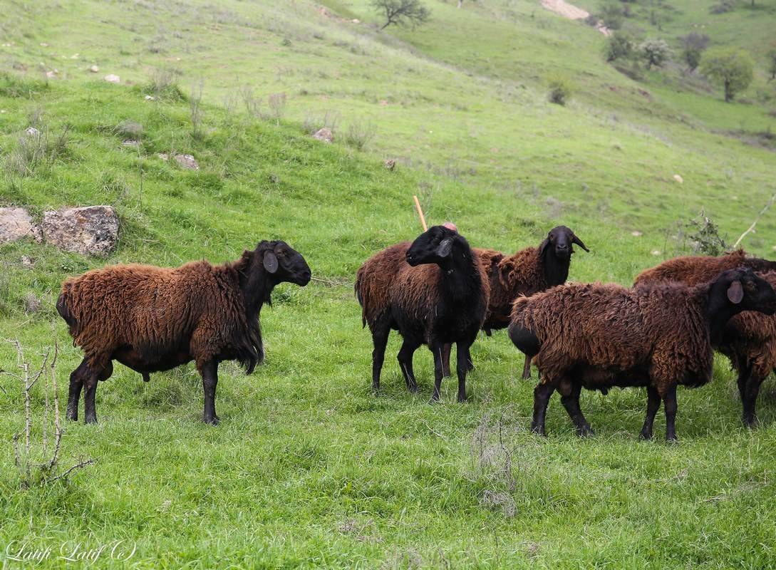 Особенности разведения и содержания гиссарских овец 2021
