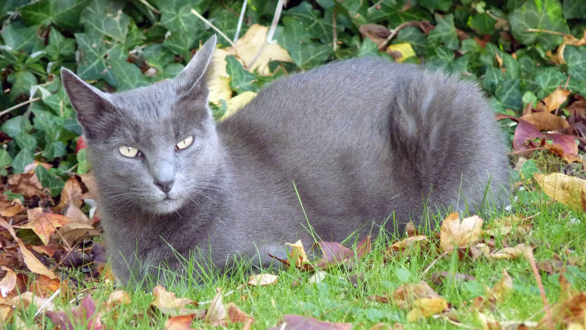 Корат кошка – описание породы с фото от а до я