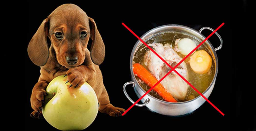 Можно ли собакам и кошкам свинину, что если кормить собаку кормом со свининой acana pork butternut squash – отзывы