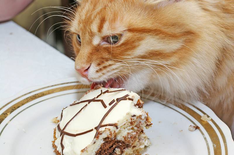 Можно ли кошкам сладкое - вред от сладостей
