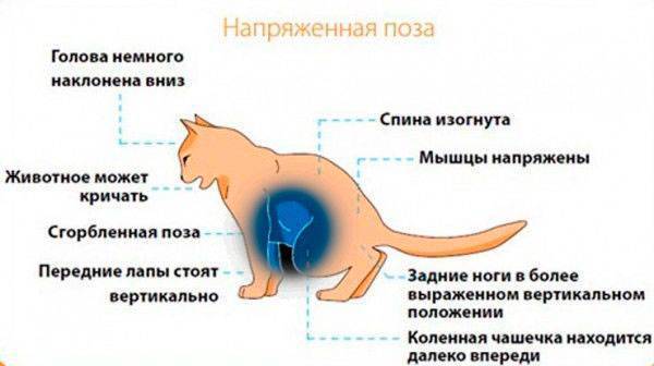 Мочекаменная болезнь у котов: причины, симптомы, лечение | блог ветклиники "беланта"
