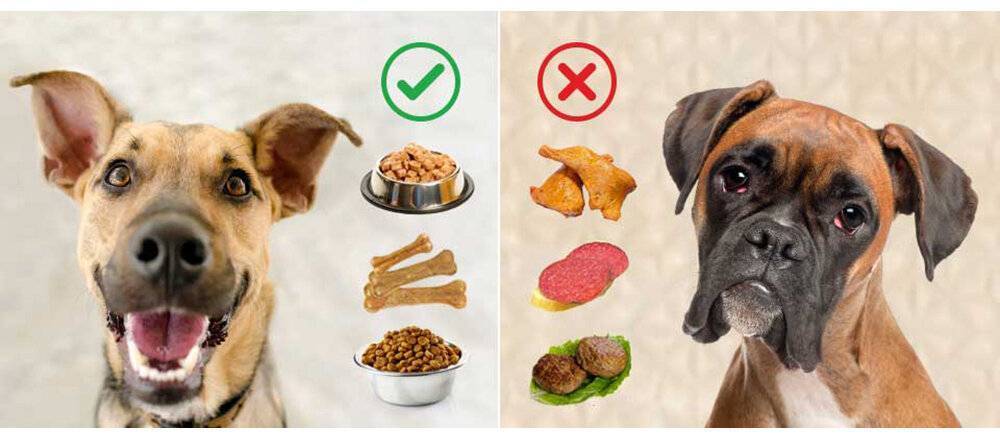 Овощи для собак: какие лучше давать и в каком виде?