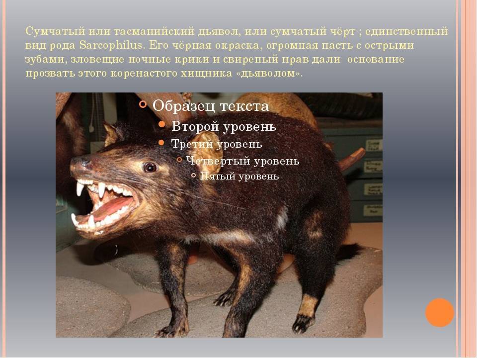 Тасманский дьявол - как выглядит, чем питается, как кричит, почему его так назвали и другие интересные факты