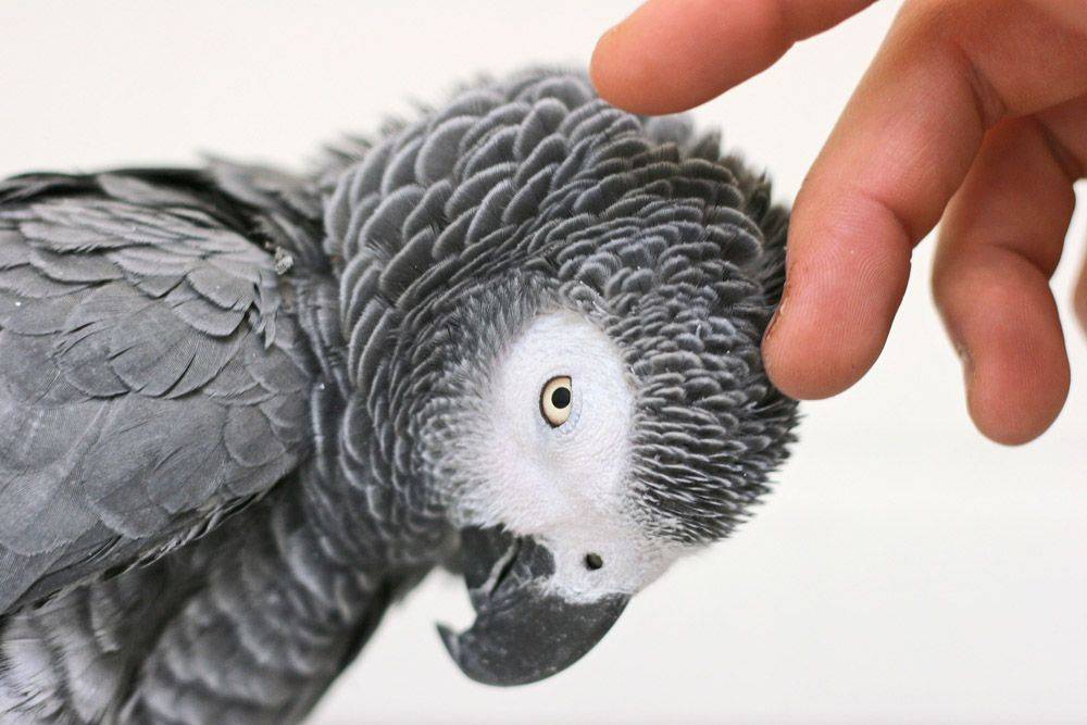 Самый умный попугай в мире - самые умные виды и породы, видео