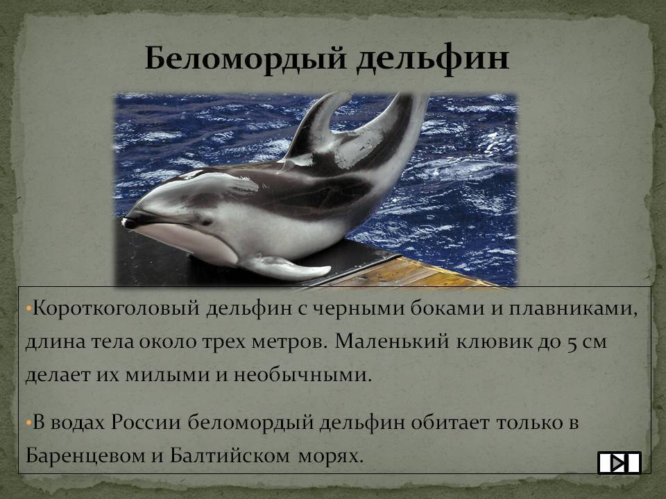 Беломордый дельфин  фото, описание, ареал, питание, враги 
 > все о живой природе