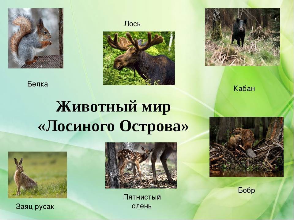 Какие животные водятся в московской области в лесу?