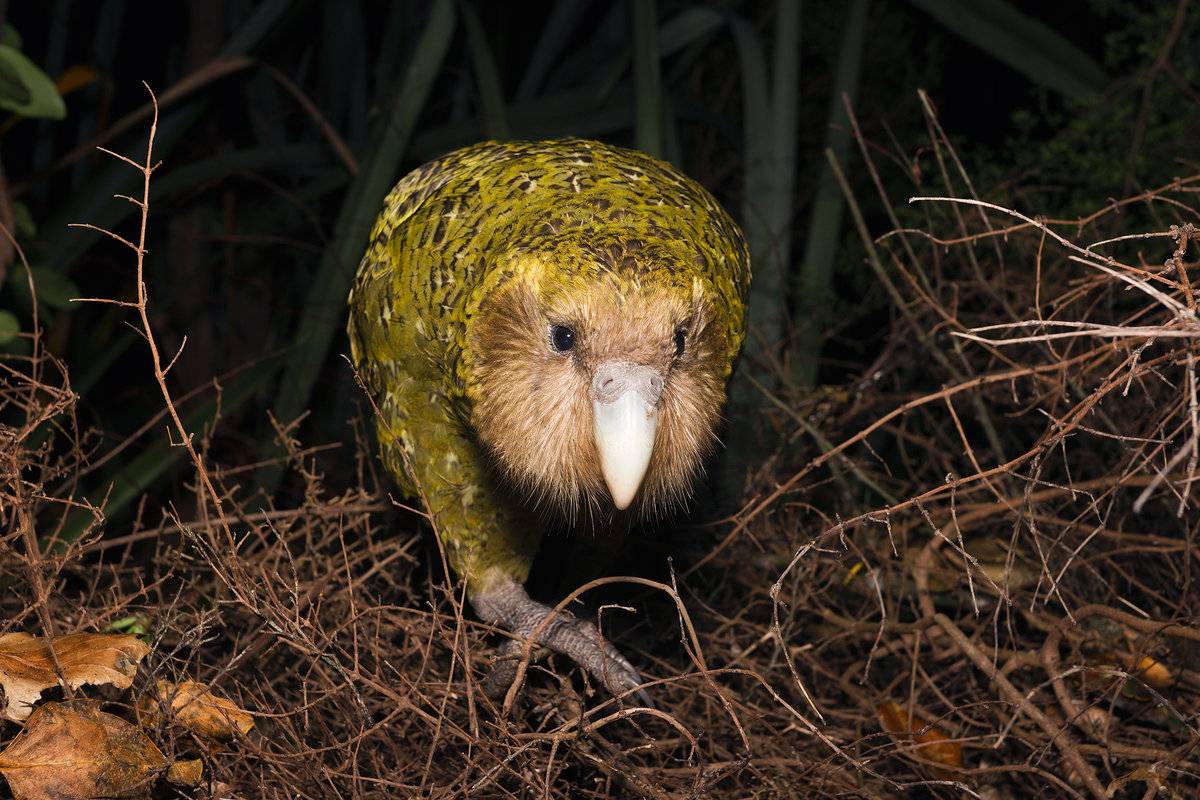 Малоизвестные факты о какапо (совиный попугай) из новой зеландии