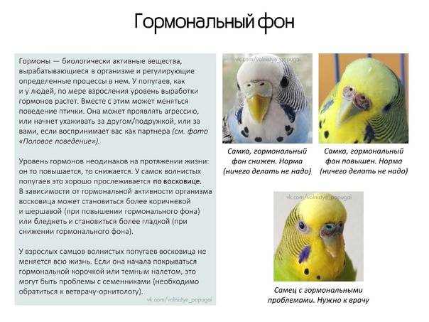 Как определить возраст волнистого попугая