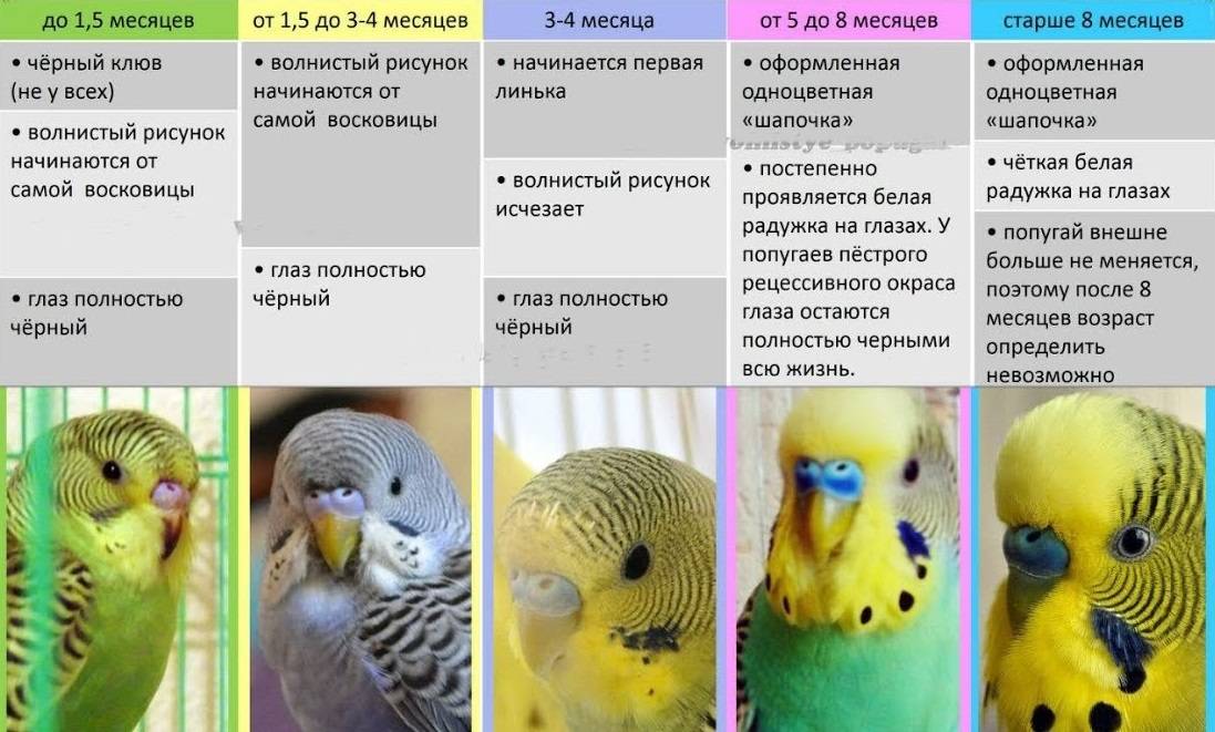 Правильное определение возраста попугая