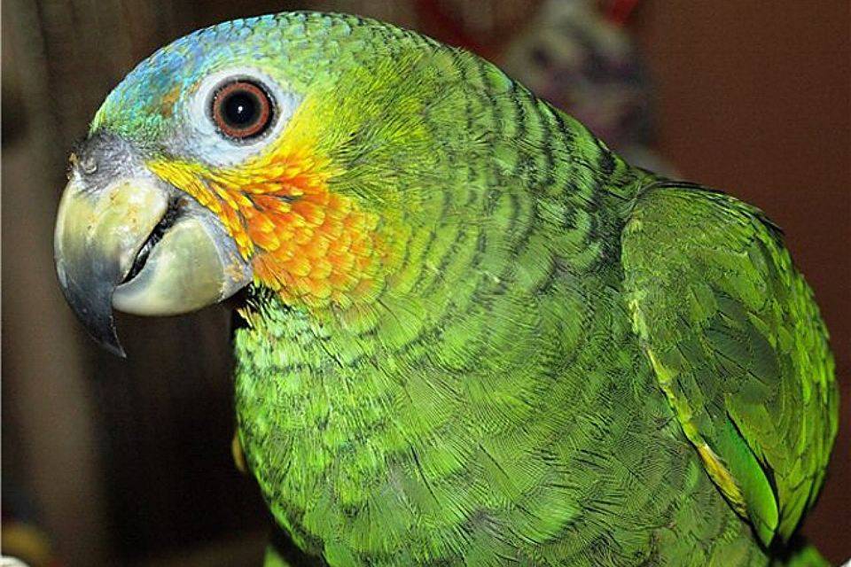 Вопрос: как узнать, сколько лет попугаю амазону как узнать возраст амазона? - разное