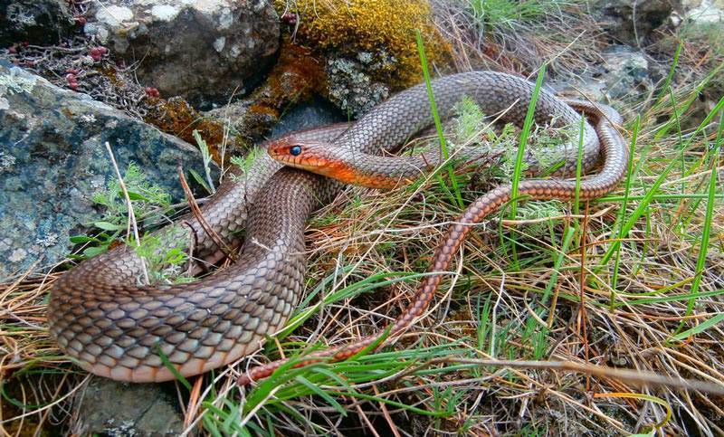Змеи крыма - ядовитые и безопасные виды рептилий крымского полуострова