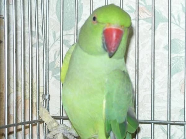 Ожереловый попугай как определить пол и возраст