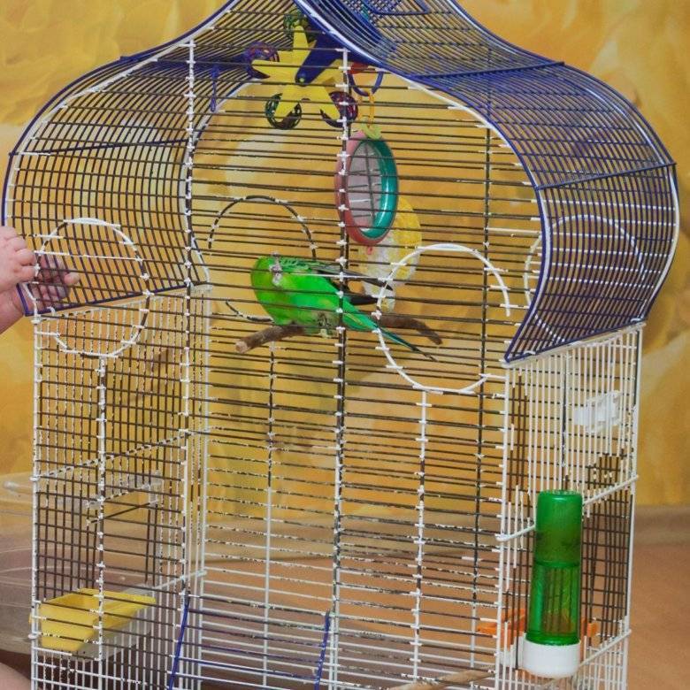 Правильное обустройство: что должно быть у волнистых попугаев в клетке