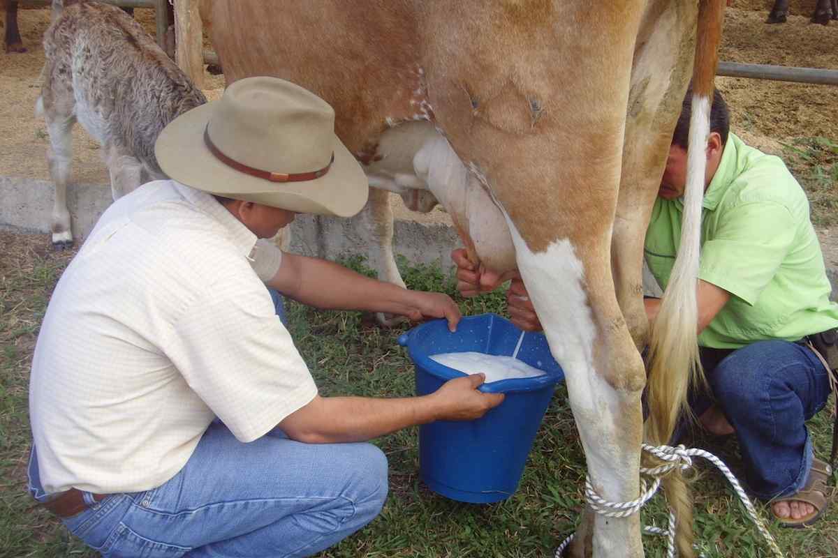 Cколько корова дает молока в сутки