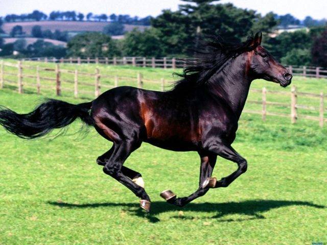 Максимальная скорость лошади