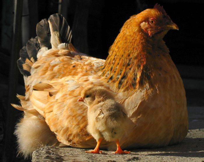 Куры: сколько стоит живой петух, несушки и цыплята с птицефабрики