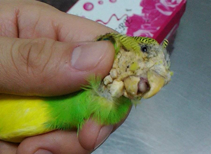 Клещ у попугая: виды, симптомы, лечение, профилактика