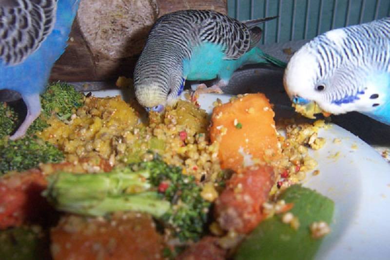 Сколько раз в день кормить попугая: как часто требуется обновлять корм, что нужно давать волнистой птице в течении суток и какое количество пищи едят пернатые
