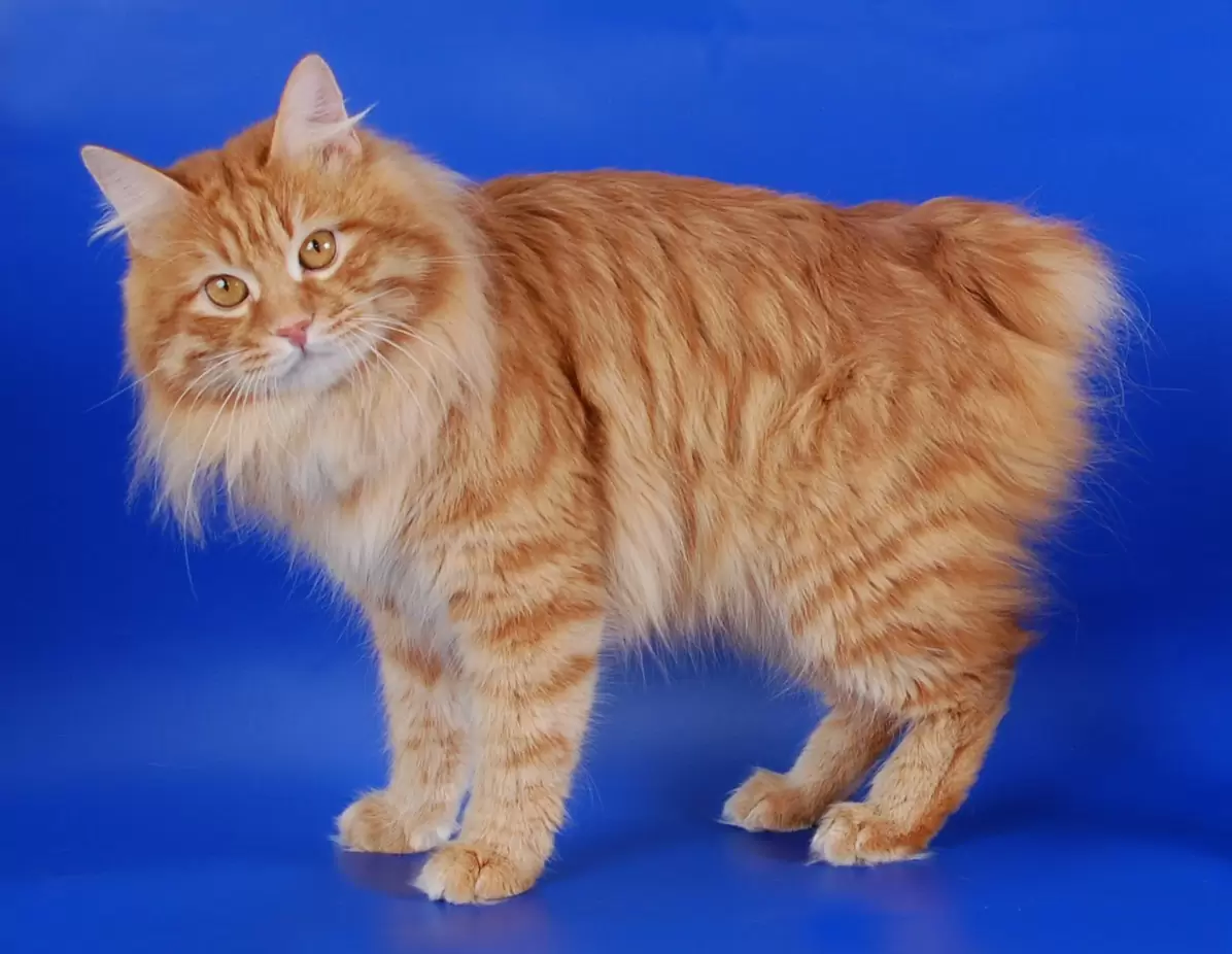 Порода кошек бобтейл – особенности содержания и фото домашнего любимца