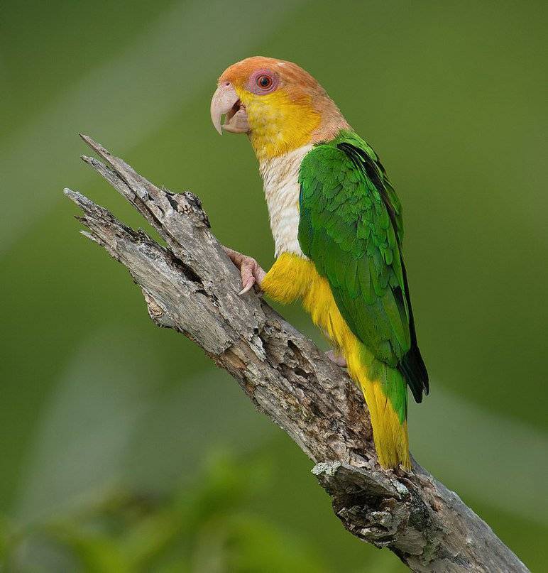 Рыжеголовые белобрюхие попугаи: видео, фотографии и описание