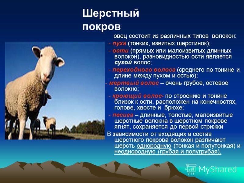 Овцеводство для начинающих – особенности выращивания овец
