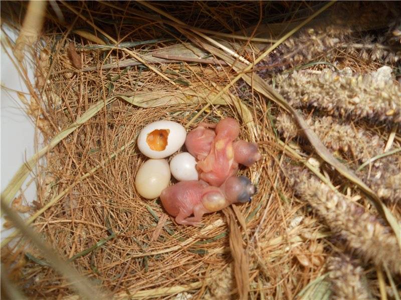 Птенцы амадины: развитие по дням, чем кормить в домашних условиях