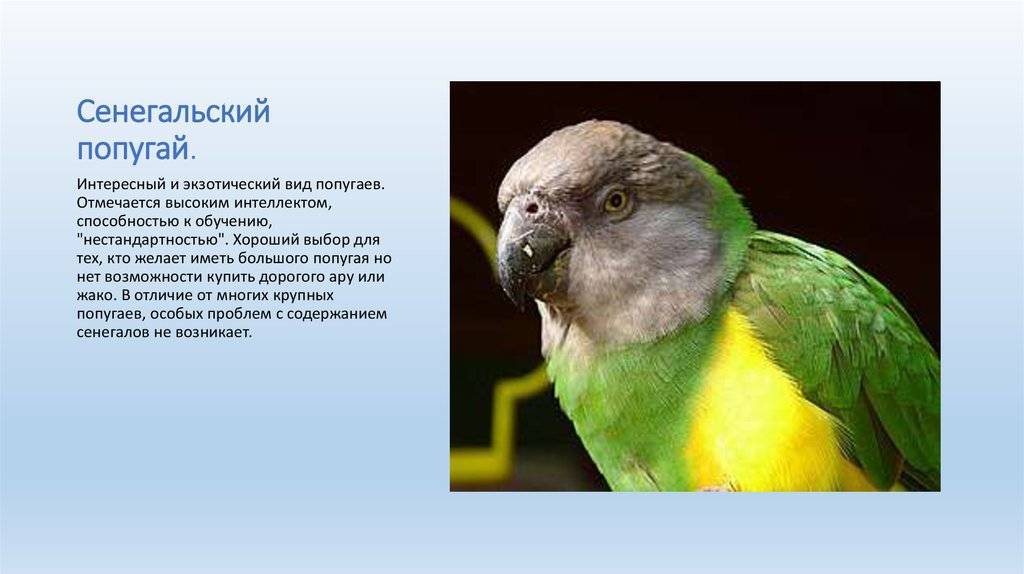 Сенегальский длиннокрылый попугай : фото, видео, содержание и размножение