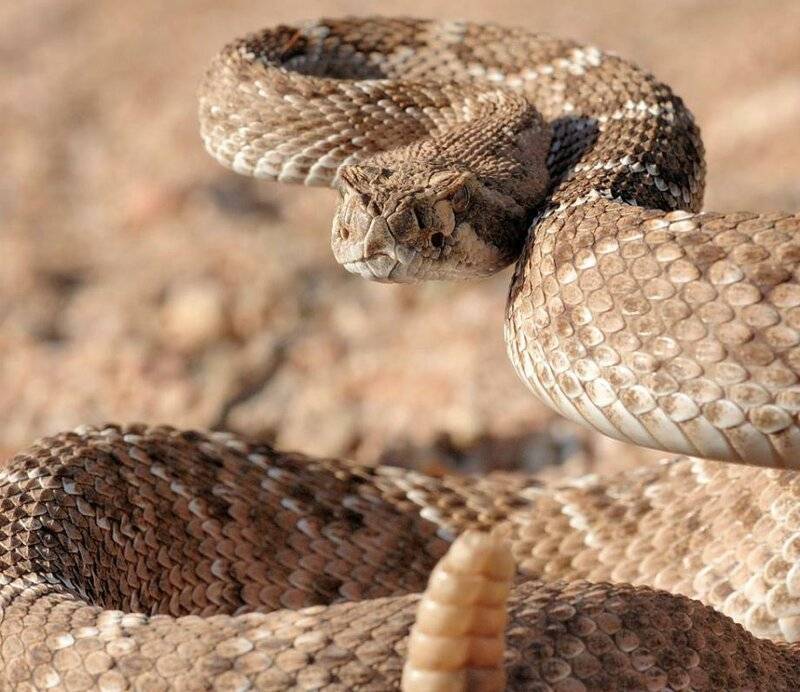 Очковая змея  фото, описание, ареал, питание, враги 
 > все о живой природе