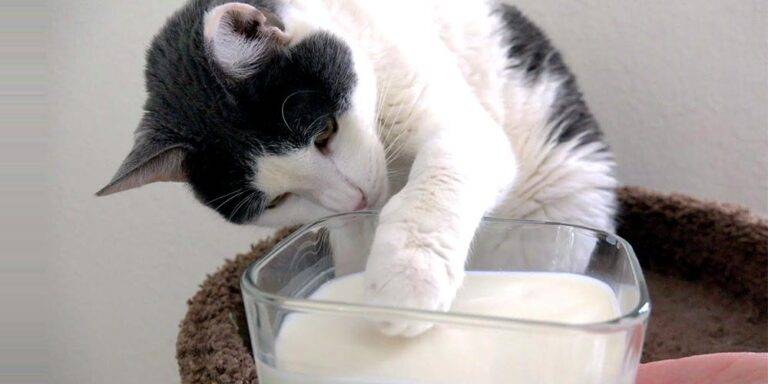 Можно ли кошкам молоко: польза, ограничения, особенности кормления