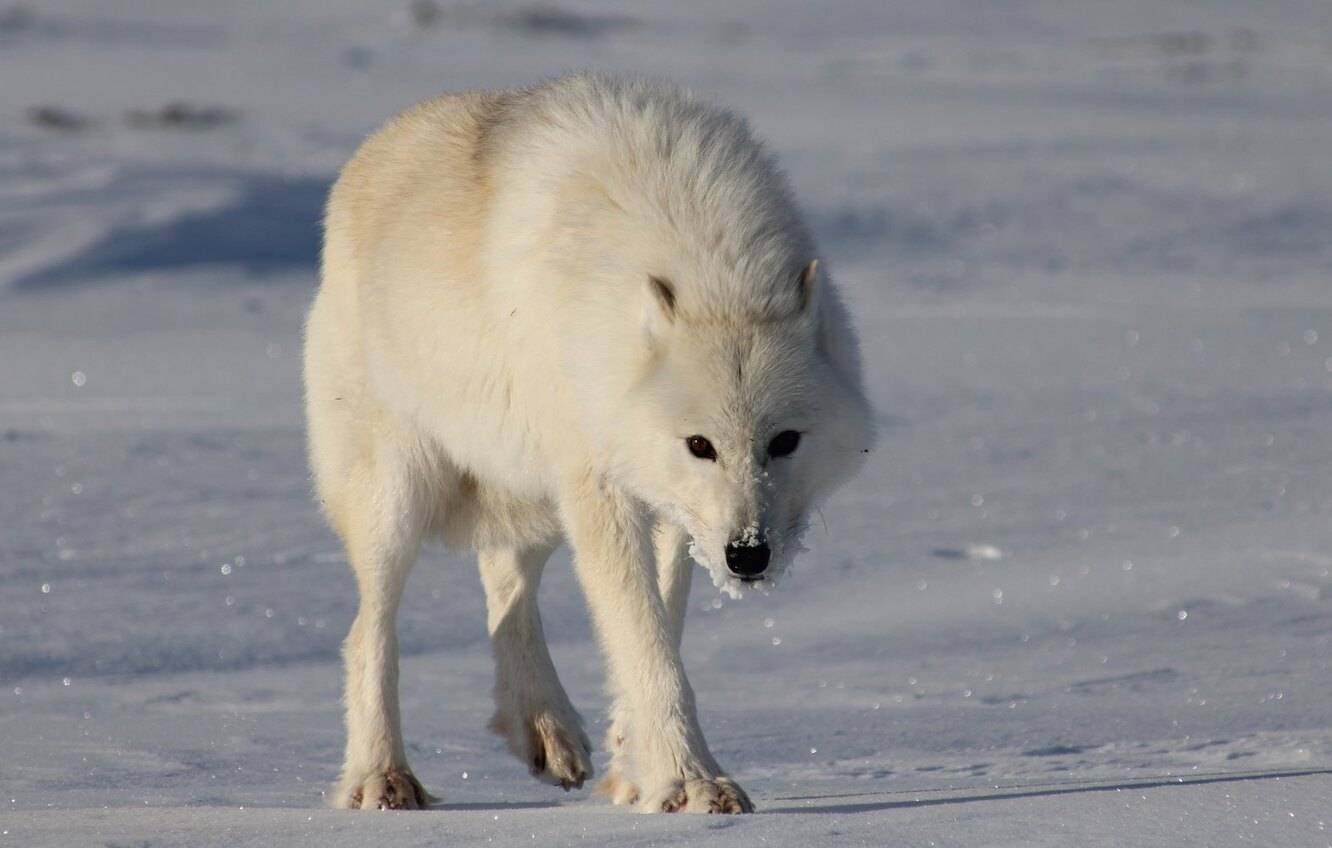 Красный волк - описание, ареал, питание, поведение, размножение и фото горного волка
