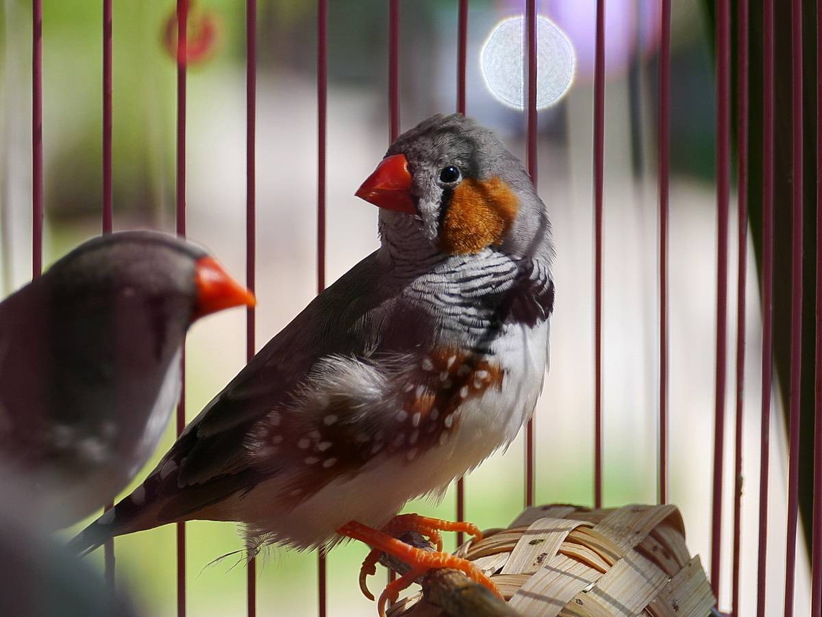 Красочные птички амадины: описание, содержание и разведение