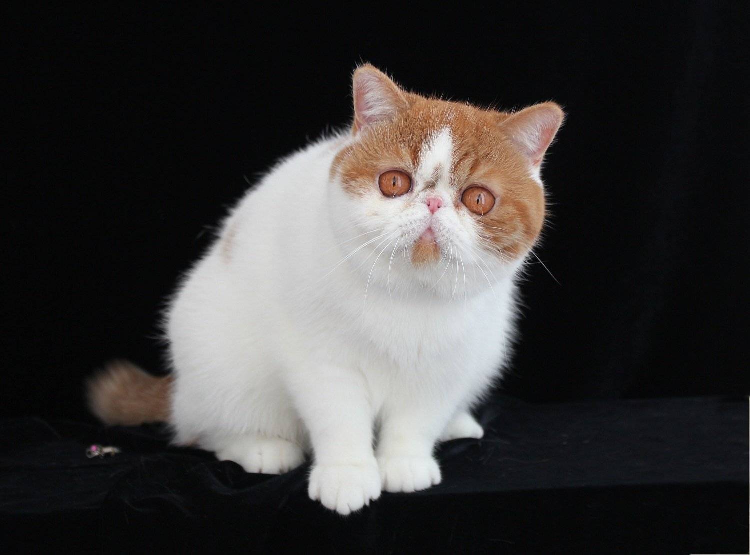 Экзотическая короткошерстная кошка: фото, описание породы