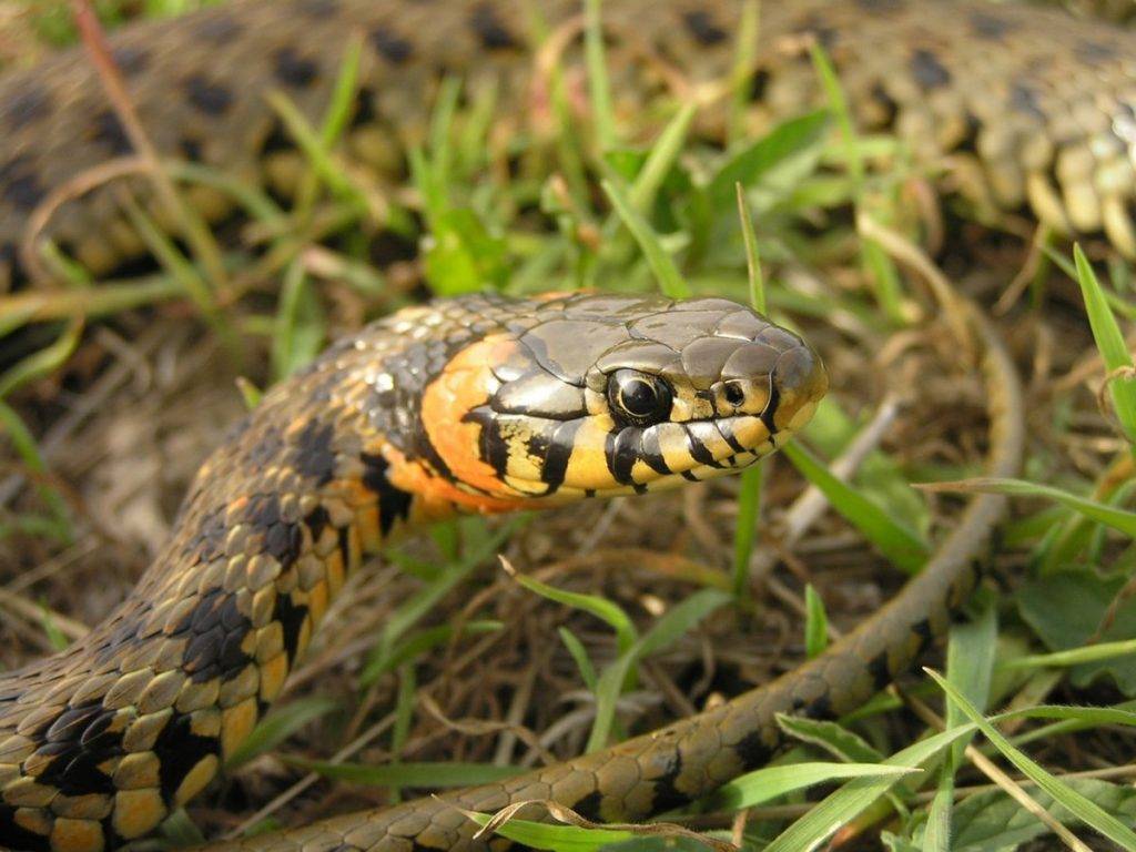 Змеи крыма: фото, виды, описание