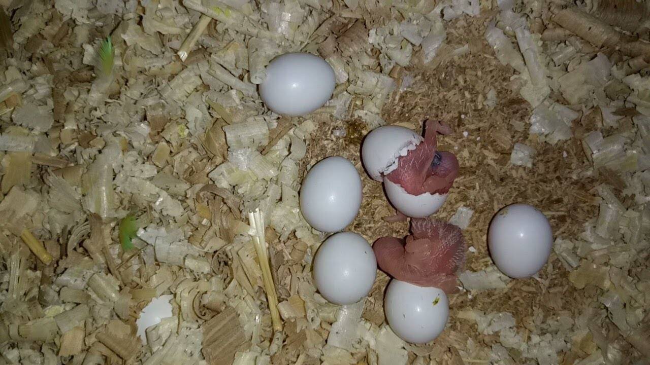 Сколько дней высиживают яйца волнистые попугаи