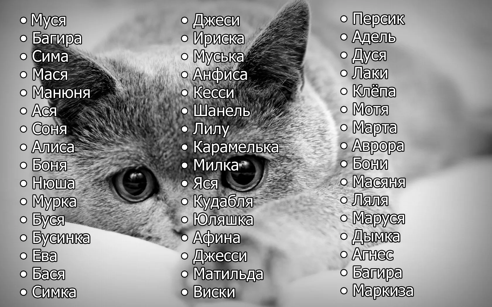 Имена и клички для кошек девочек-более 1000 вариантов названий