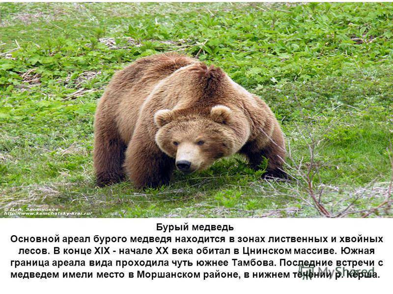 Бурый медведь (ursus arctos) — виды, фото, интересные факты