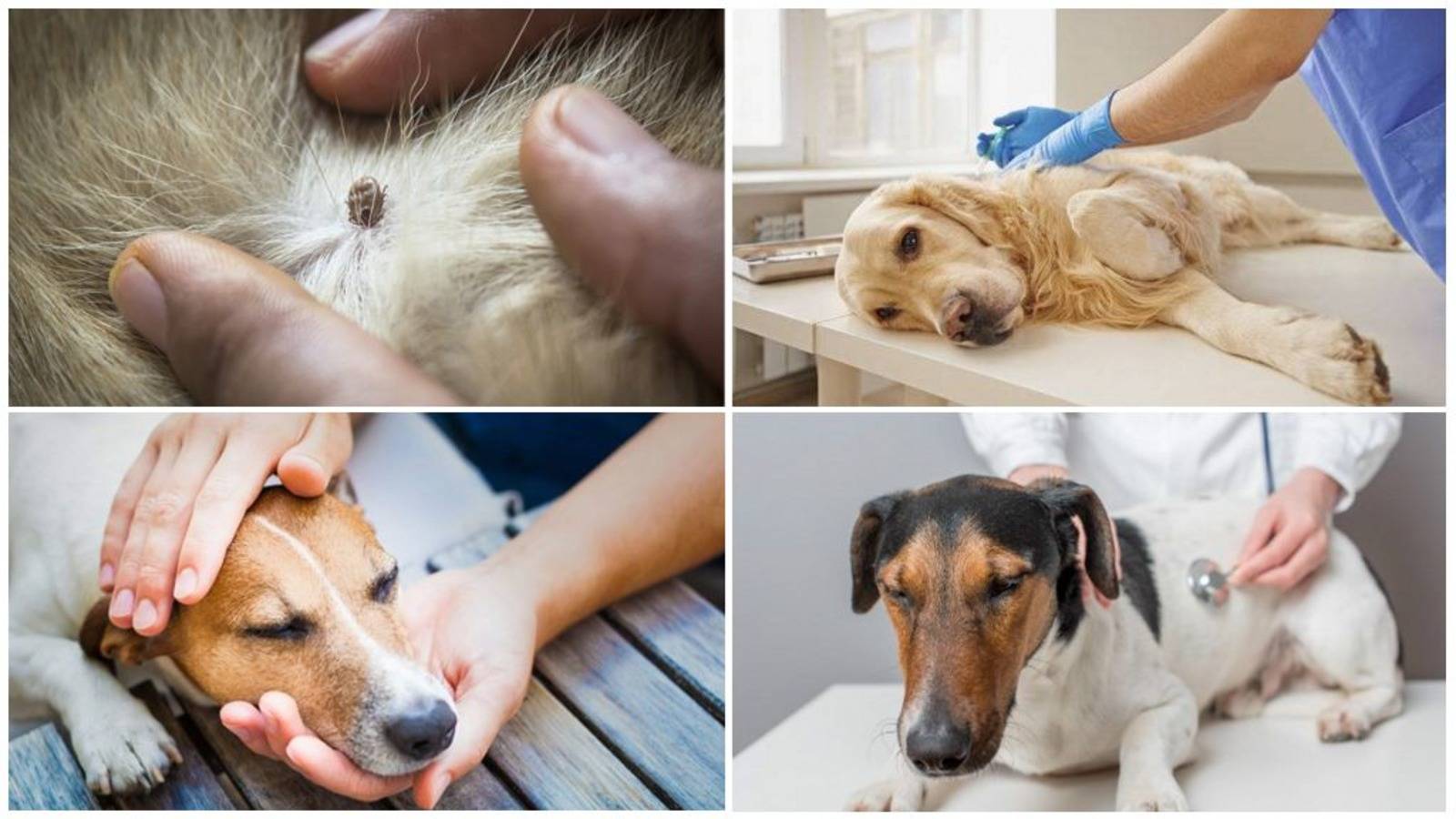 Пироплазмоз у собак - симптомы и лечение