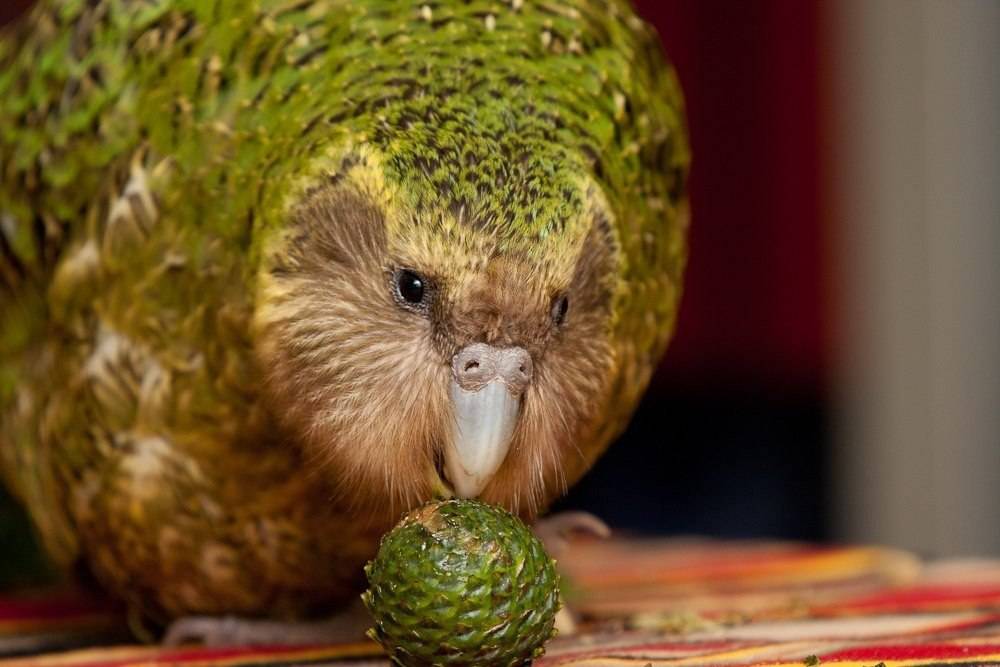 Совиный попугай какапо: нелетающий, ночная птица похожая на сову из новой зеландии, фото