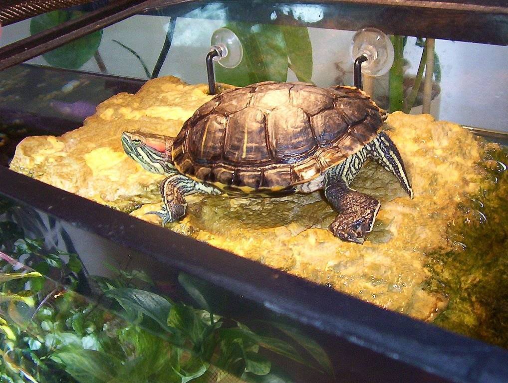 Красноухая черепаха — виды, описание, уход  | veterinar-info