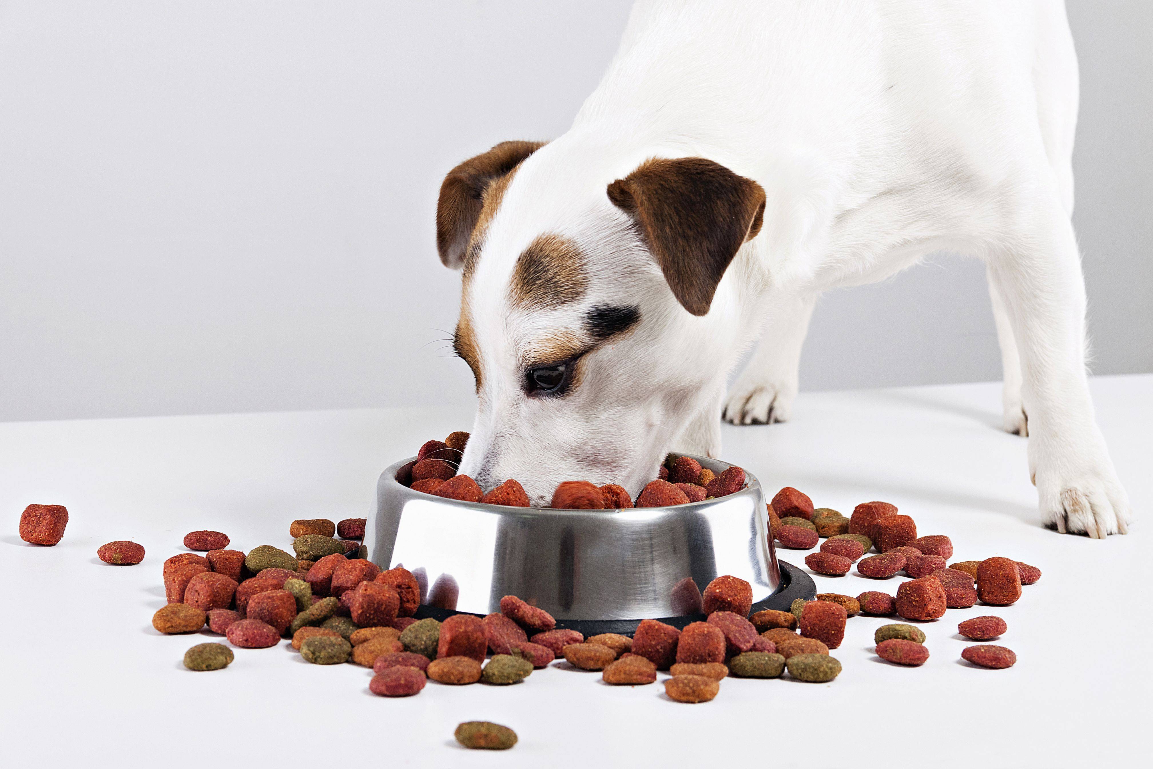 Можно ли кормить собаку только сухой корм, или нужно давать и другую пищу?