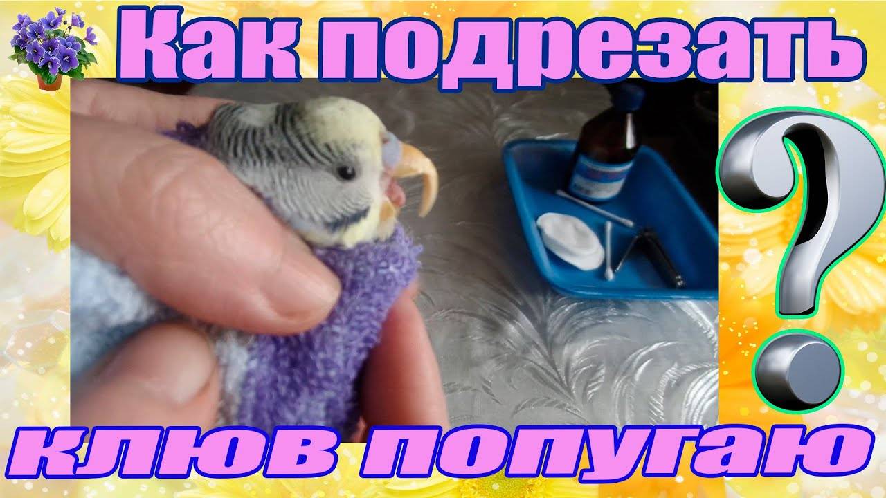 Как подстричь волнистому попугаю клюв безболезненно