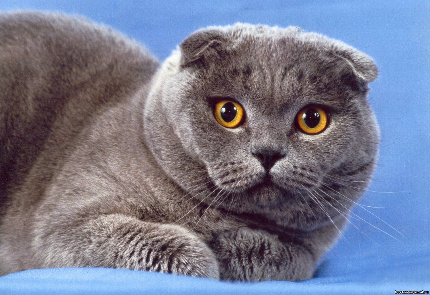 Шотландская порода кошек: описание породы, поведение и уход