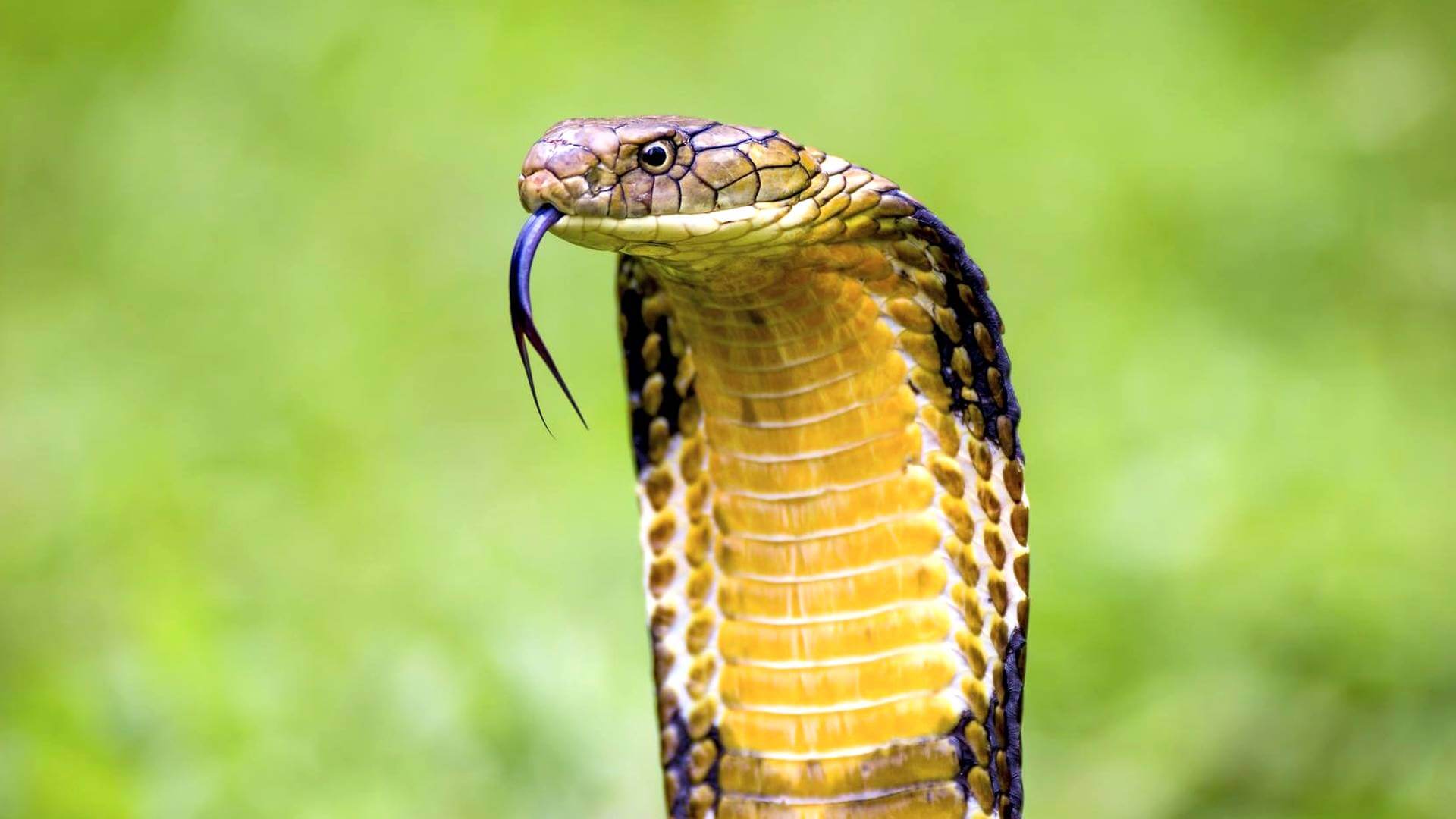 Ядовитая змея кобра (описание, питание, ареал обитания)