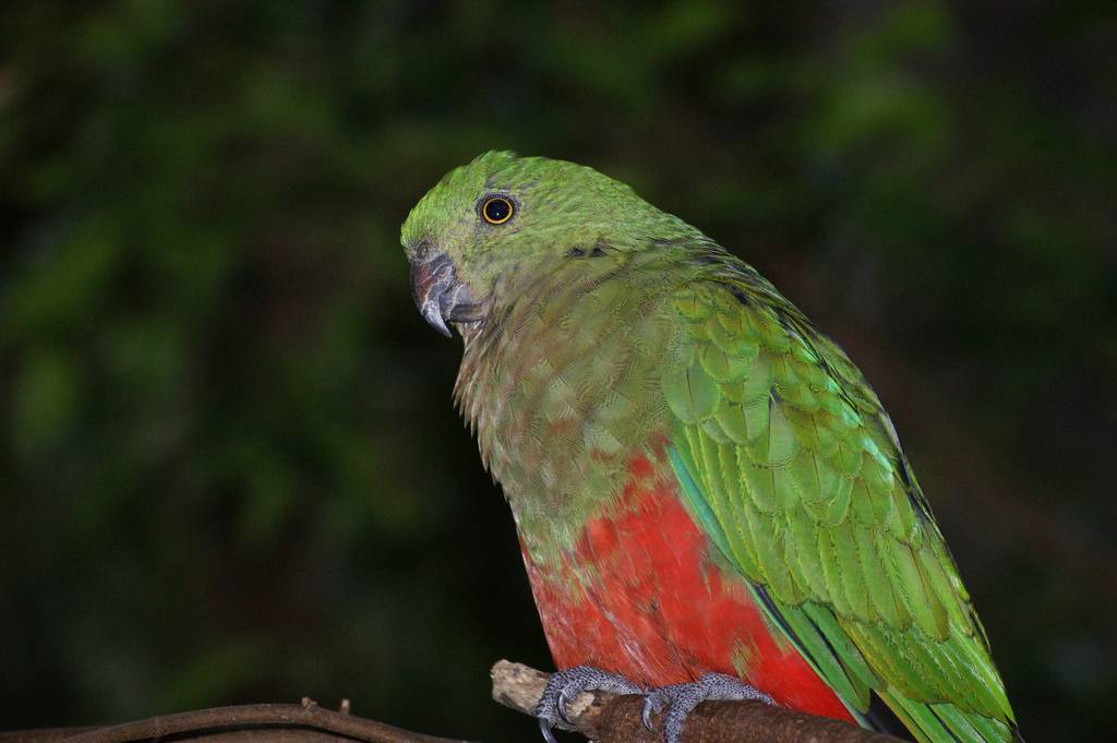 Попугаи какарики: описание, фото, видео, содержание породы