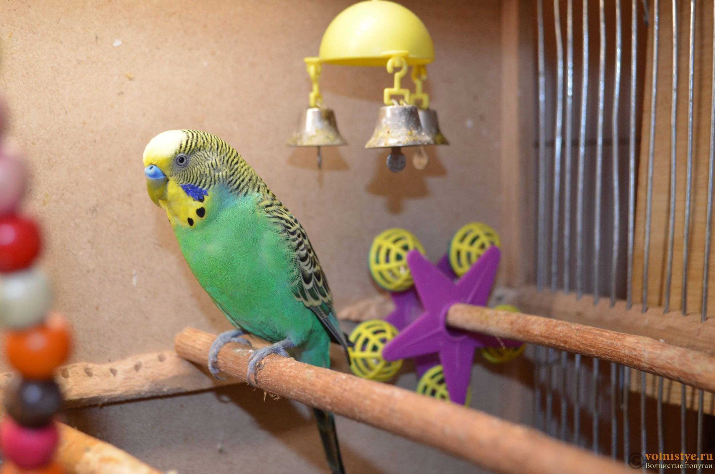 Особенности ухода и содержания волнистых попугаев