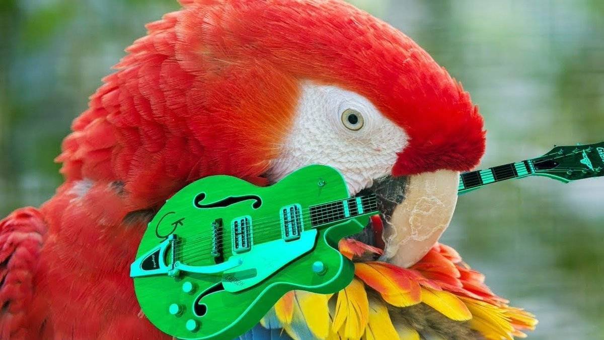 Танцующий попугай: какую музыку предпочитают пернатые домоседы