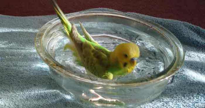 Купание волнистого попугая - как купать волнистого попугая: видео, советы