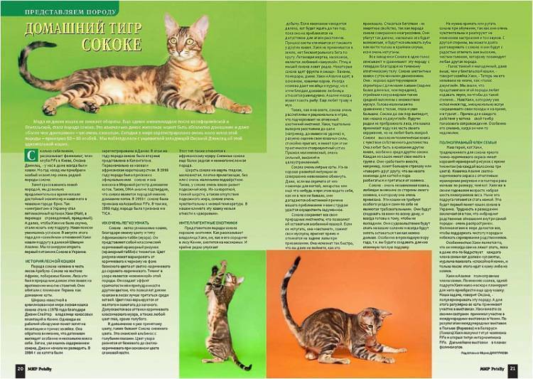 Сококе, или соукок: описание кенийской лесной кошки с фото, темперамент и условия содержания представителей породы
